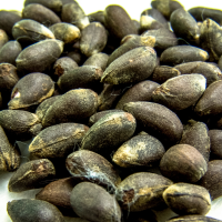 SEMILLA DE ALGODÓN