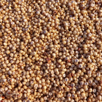 SORGO