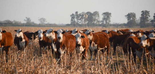 Diseño sin título