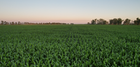producción agricola